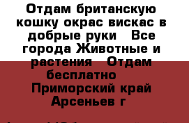 Отдам британскую кошку окрас вискас в добрые руки - Все города Животные и растения » Отдам бесплатно   . Приморский край,Арсеньев г.
